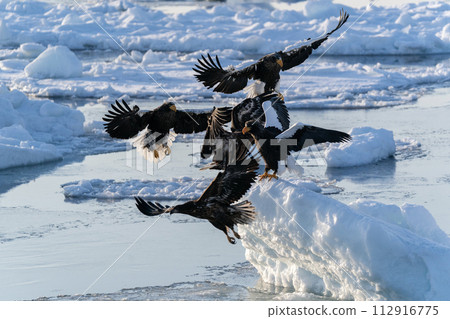 根室海峽的流冰和巨鷹 112916775
