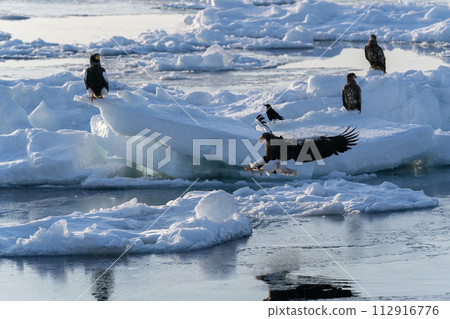 根室海峽的流冰和巨鷹 根室海峽的流冰和巨鷹 112916776