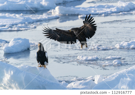 Drift ice and giant eagles in Nemuro Strait 112916777