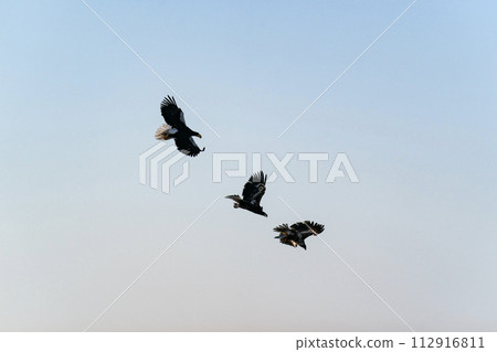 Drift ice and giant eagles in Nemuro Strait Drift ice and giant eagles in Nemuro Strait 112916811