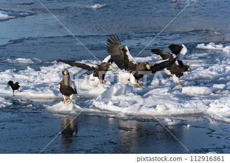Drift ice and giant eagles in Nemuro Strait 112916861