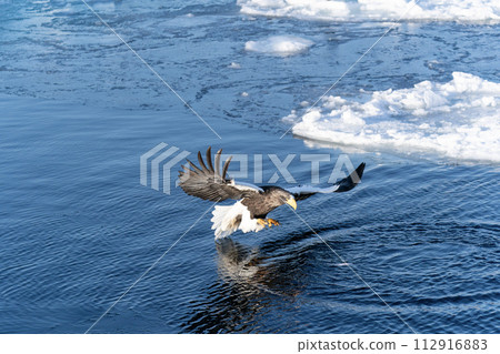 根室海峽的流冰和巨鷹 根室海峽的流冰和巨鷹 112916883