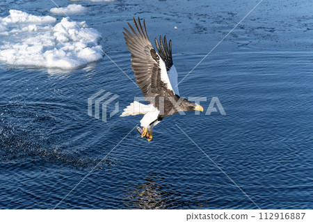 根室海峽的流冰和巨鷹 112916887