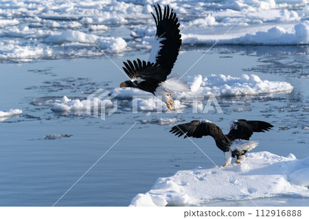 根室海峽的流冰和巨鷹 112916888