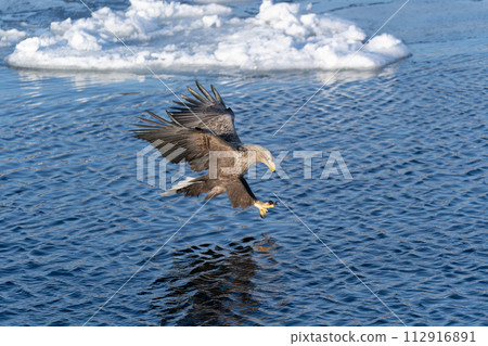Drift ice and giant eagles in Nemuro Strait 112916891
