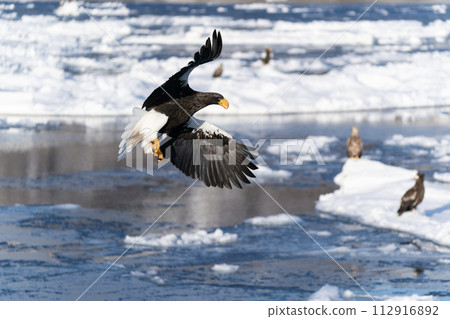 Drift ice and giant eagles in Nemuro Strait 112916892