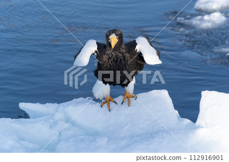 Drift ice and giant eagles in Nemuro Strait Drift ice and giant eagles in Nemuro Strait 112916901