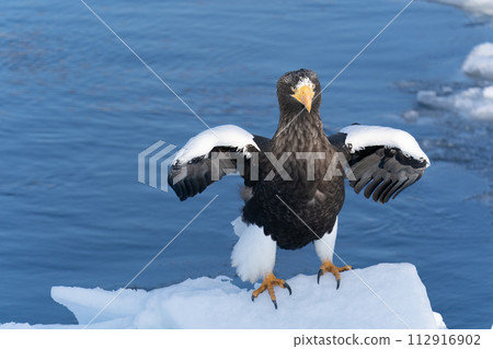 根室海峽的流冰和巨鷹 112916902