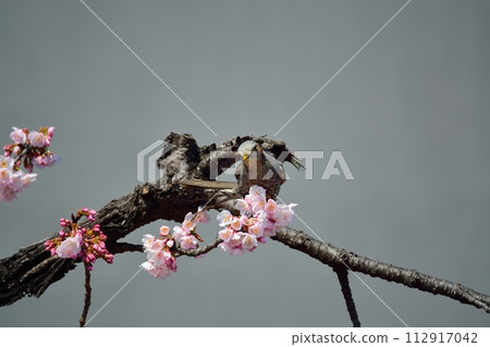 Cherry blossoms and bulbul Cherry blossoms and bulbul 112917042