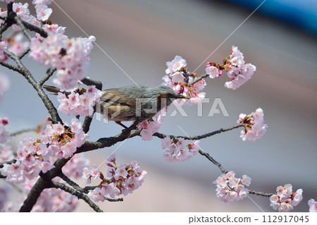 櫻花和鵯 櫻花和鵯 112917045