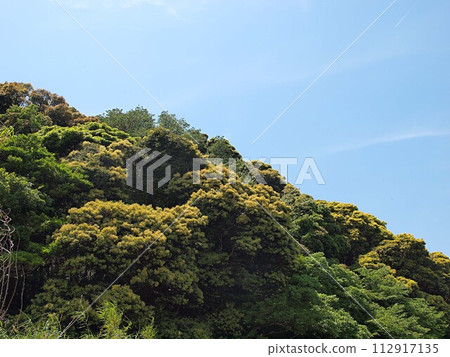 常綠森林的清新綠色風景 常綠森林的清新綠色風景 112917135