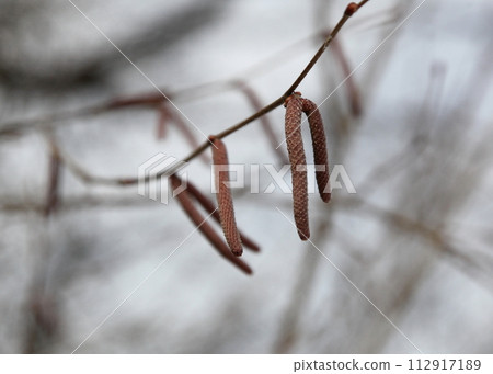 Winter buds (male flowers) of horned hazel 112917189