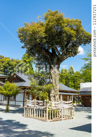 Iiya Shrine sacred shiitake tree 112917251
