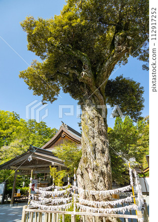 Iiya Shrine sacred shiitake tree 112917252