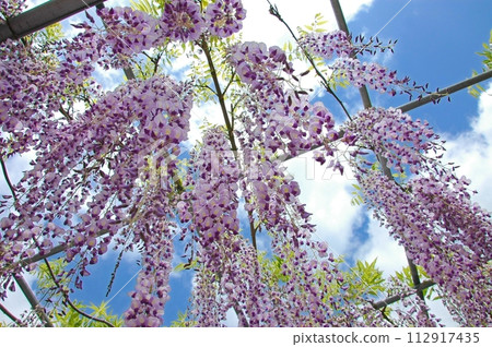 Wisteria flower of Ashikaga Flower Park 112917435