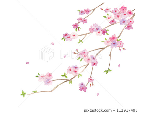 Cherry blossom branches painted in watercolor Cherry blossom branches painted in watercolor 112917493