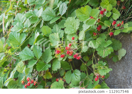 紅果草莓/薔薇科、懸鉤子屬、野草莓 紅果草莓/薔薇科、懸鉤子屬、野草莓 112917546