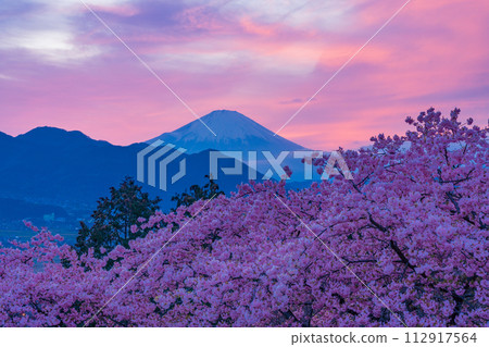 (神奈川縣)松田山和西平畑公園的河津櫻花、夕陽的天空和富士山 (神奈川縣)松田山和西平畑公園的河津櫻花、夕陽的天空和富士山 112917564