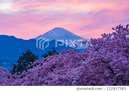 （神奈川縣）松田山和西平畑公園的河津櫻花、夕陽的天空和富士山 112917565