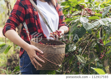 Coffee plant farm woman Hands harvest raw coffee beans. Ripe Red berries plant fresh seed coffee tree growth in green eco farm. Close up hands harvest red seed in basket robusta arabica plant farm. 112917593