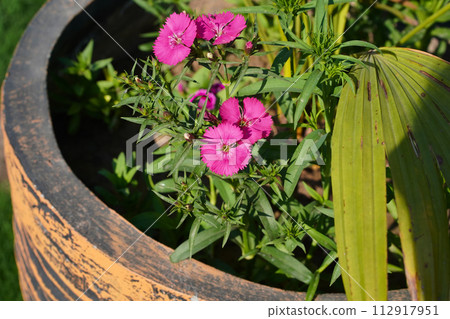 Dianthus barbatus, the sweet William pink flowers closeup, in a clay pot on a green natural background. Flowering ornamental plant with buds is growing in the garden. Real photo, horizontal picture. 112917951