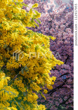 含羞草和櫻花 112917955