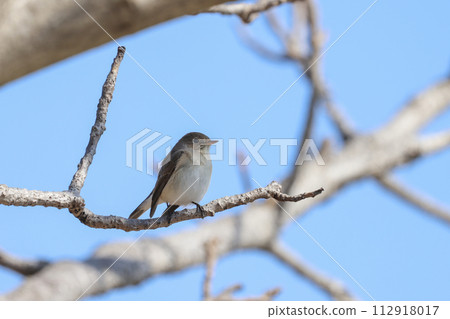 西部白鶲棲息在樹枝上環顧四周 112918017