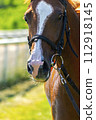Portrait of a arabian horse. 112918145