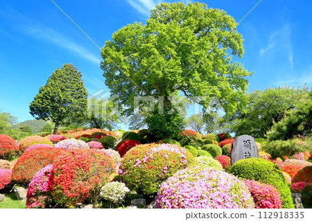 Azaleas in Okaya/Tsurumine Park Azaleas in Okaya/Tsurumine Park 112918335