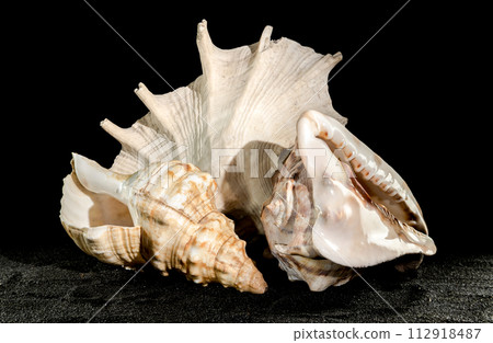 Still life of big seashells on a black background 112918487