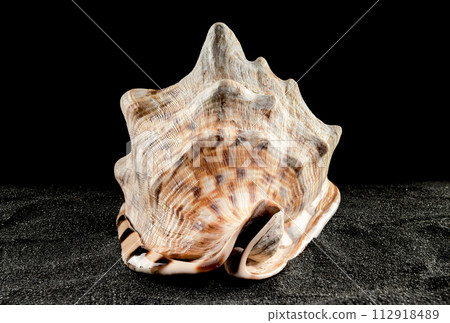 King Helmet seashell on a dark background 112918489
