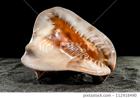 King Helmet seashell on a dark background 112918490