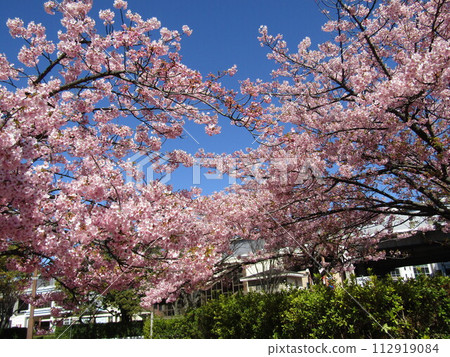 Kawazu cherry blossoms in front of Inage Kaigan Station in full bloom 112919084