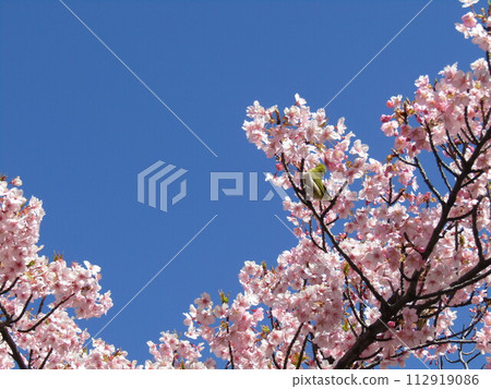 Kawazu cherry blossoms in front of Inage Kaigan Station in full bloom 112919086