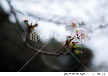 春雨中的櫻花花蕾濕漉漉的 112919121