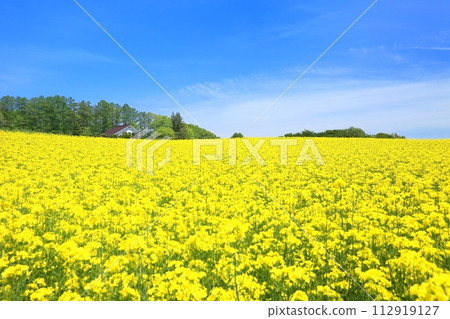 小諸三晴農場油菜花田 小諸三晴農場油菜花田 112919127