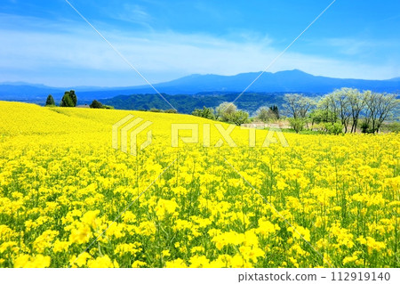 小諸三晴農場油菜花田 小諸三晴農場油菜花田 112919140