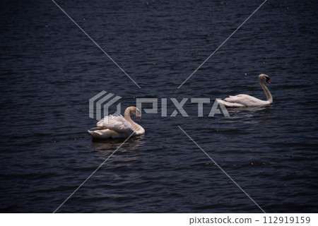 別府市志高湖的天鵝 112919159