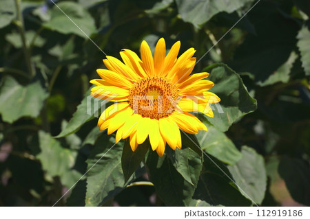 A close-up photo of sunflowers in a sunflower field 112919186