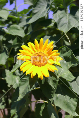 A close-up photo of sunflowers in a sunflower field 112919187