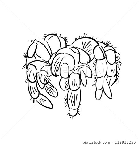 spider tarantula vector color drawing. Doodle spider illustration hand drawn. 112919259