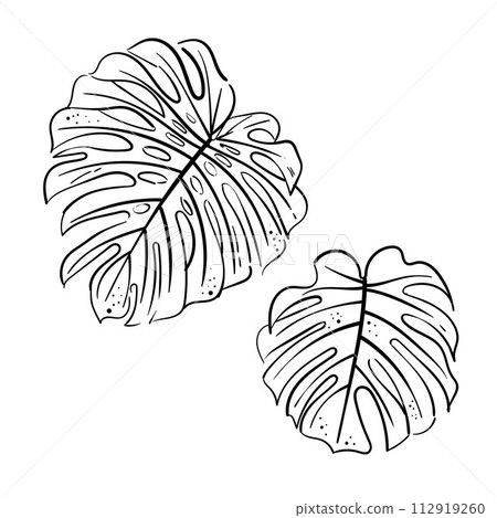 Hand-draw sketch of tropical monstera leaves. Exotic plant - Monstera Deliciosa. Black contours isolated on white background. Vector stock illustration cards, flyers, stickers, textile, web design. 112919260