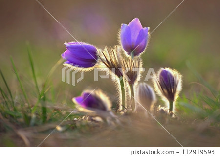 Spring flowers. Beautifully blossoming pasque flower and sun with a natural colored background. (Pulsatilla grandis) 112919593