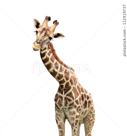 Cute curiosity giraffe. The giraffe looks interested. Animal stares interestedly. Isolated on white background Cute curiosity giraffe. The giraffe looks interested. Animal stares interestedly. Isolated on white background 112919737