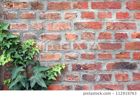 Close up of leaves of Common Ivy (Hedera helix) on a old brick wall. Horizontal background with Ivy growing on a brick wall. Copy space for text 112919763