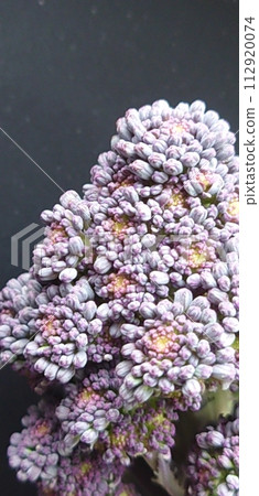 A combination of broccoli and kale A combination of broccoli and kale 112920074
