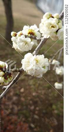 white plum blossom 112920082