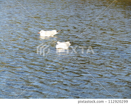 來到稻毛海濱公園海灘池塘的冬季候鳥黑頭鷗 112920299