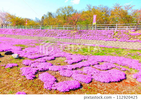 Moss Phlox, Shibazakura, Tachiya River, Cherry Blossoms, Yamagata City Moss Phlox, Shibazakura, Tachiya River, Cherry Blossoms, Yamagata City 112920425