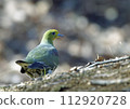Blue pigeon_20020212_2924 112920728